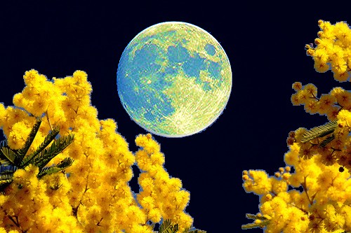 luna-piena-mimose2